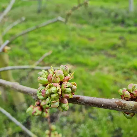 Annegret Schuback مزرعة للإقامة جورك