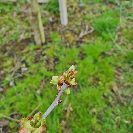 Annegret Schuback جورك