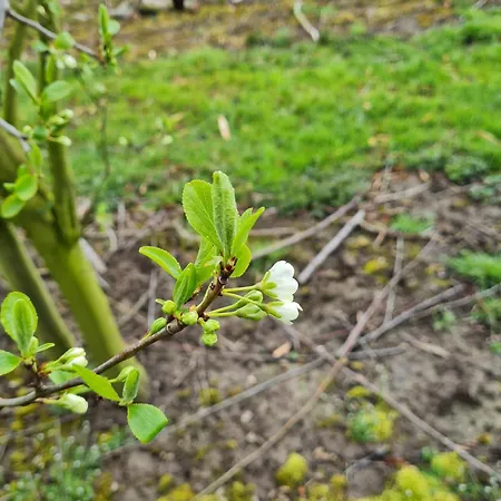 Annegret Schuback مزرعة للإقامة *