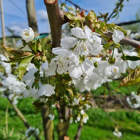 Annegret Schuback * جورك