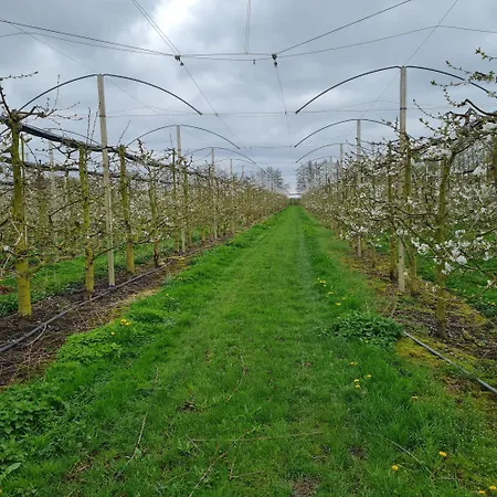 Annegret Schuback جورك