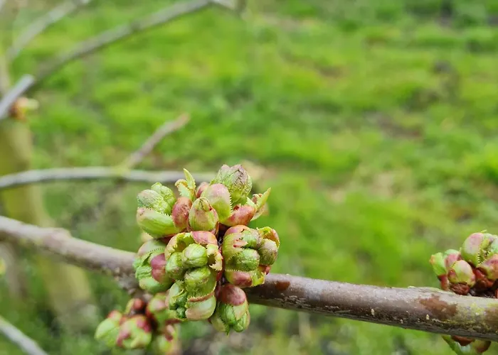 Annegret Schuback Lantgård Jork