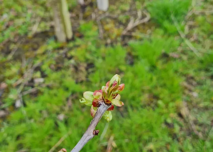 Annegret Schuback Jork