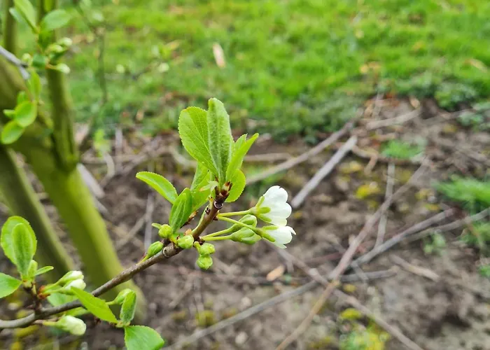 Annegret Schuback Lantgård *