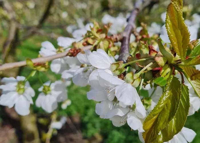 Annegret Schuback Lantgård *