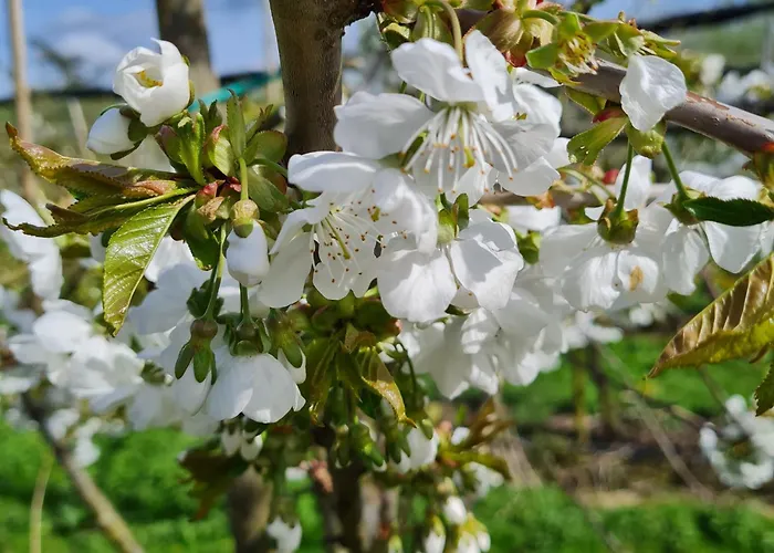 Annegret Schuback * Jork