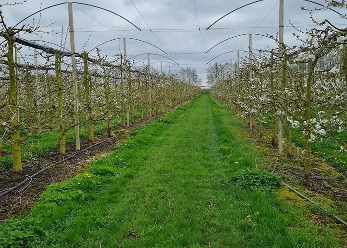 Annegret Schuback Jork